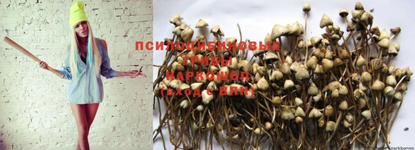 сатива Белокуриха
